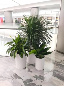 宁波江北花卉租摆专业，为你营造独特花卉氛围